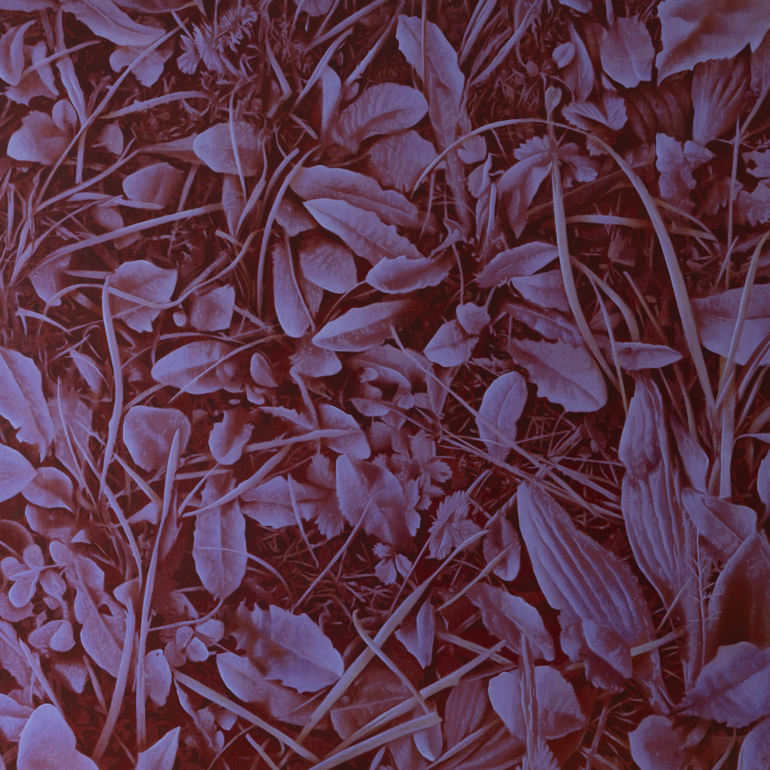 JEAN_MARC_AMIGUES_SANS_TITRE_60x60cm_VEGETAL