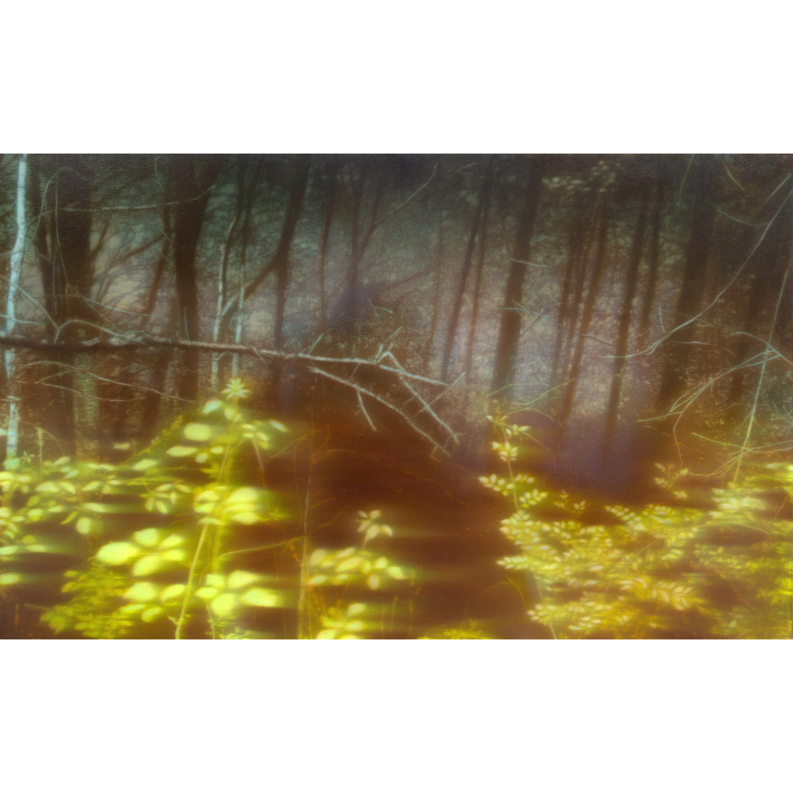 JEAN_MARC_AMIGUES_SANS_TITRE_FORET_2